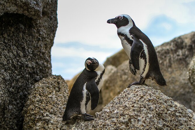 Best of Cape Town Cape Point and Wineries Combined Private Tour - Penguin Colony and Cape Point