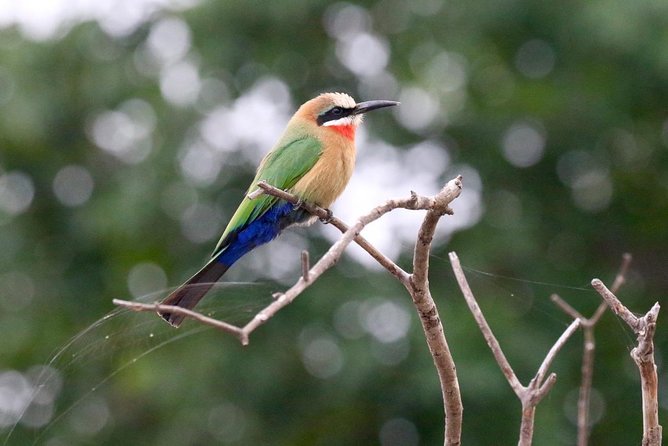 Birdwatching Cruise in Zambezi River With Breakfast - Booking and Payment Options