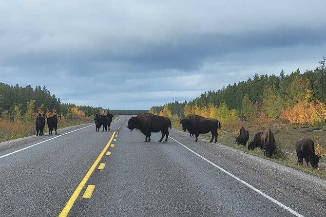 Bison Highway Road Tour - Scenic Landscapes