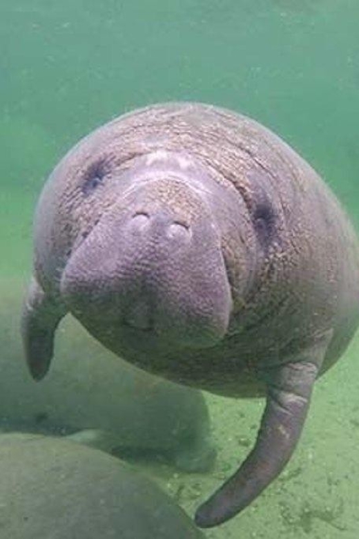 Bradenton: Anna Maria Island Guided Kayaking Manatee Tour - Kayaking Safety and Instruction