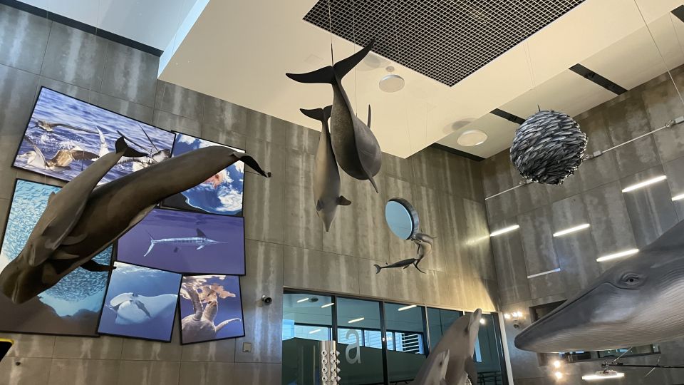 Canical: Madeira Whale Museum Entry Ticket and Private Tour - Discovering Madeiras Marine Life