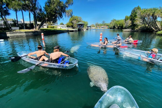 Clear Kayak Tour of Crystal River - Reviews and Feedback Highlights