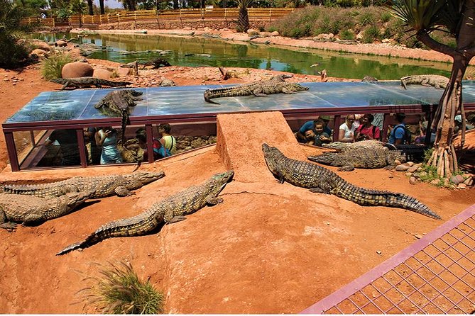 Crocoparc Tour in Agadir - Group Size