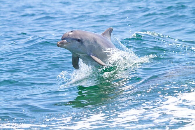 Dolphin House Sea Trip Snorkeling Water Sports and Lunch-Hurghada - Group Size and Fitness Level