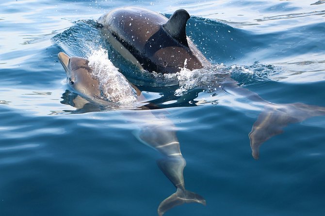 Dolphin Watching at the Arrabida (Lisbon Region) - Dolphin Watching Experience