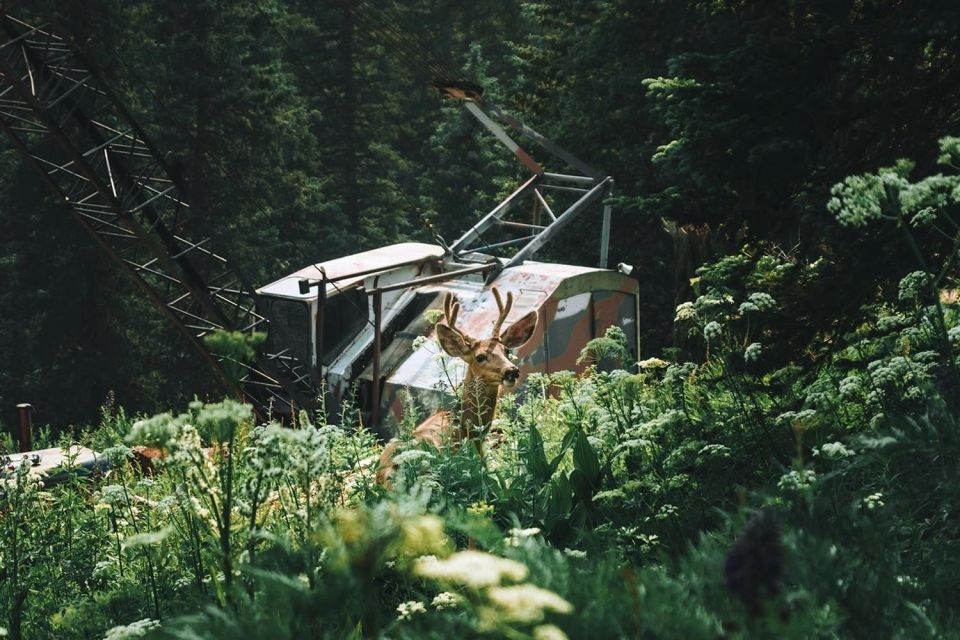 Durango Jeep Tour — La Plata Canyon - Scenic Views and Exploration