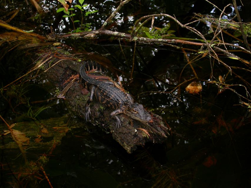 Everglades Day Safari From Sanibel, Fort Myers & Naples - Boat Cruise Adventure