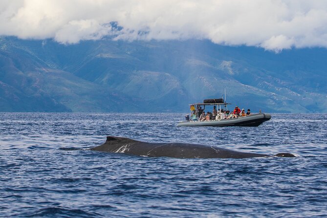 Eye-Level Whale Watching Eco-Raft Tour From Lahaina, Maui - Preparing for the Tour