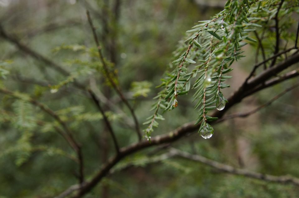 Forest Bathing & Nature Therapy Mini-Retreat - Meeting Point