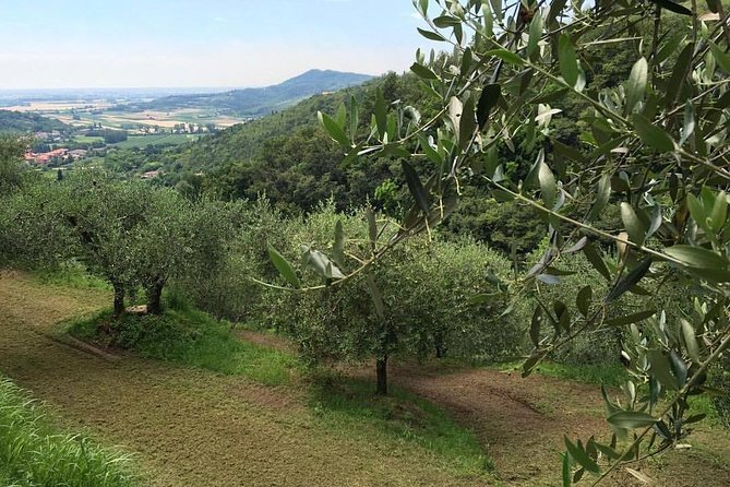 From Abano Montegrotto Olive Oil & Wine in the Euganean Hills - Small Group Size