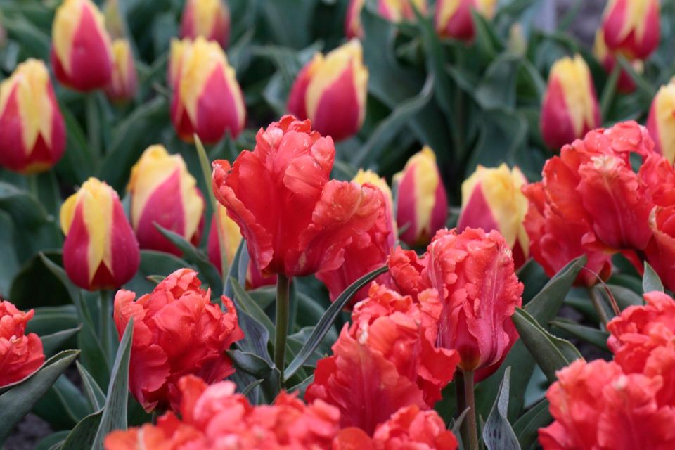 From Amsterdam: Tulip Fields of Holland Tour - Refreshment Offerings