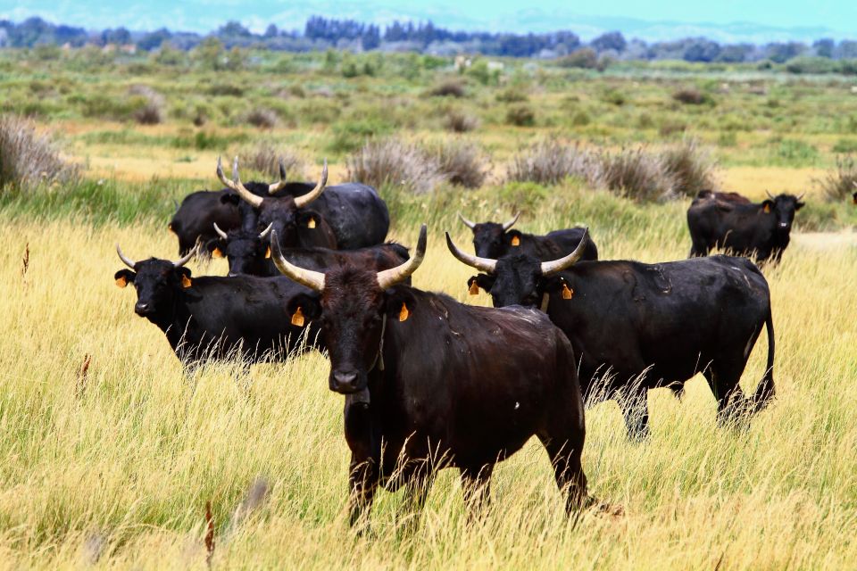 From Avignon: Camargue Tour With Pont De Gau Bird Park Entry - Exploring Aigues Mortes