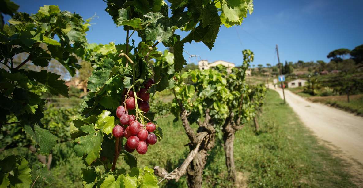 From Barcelona: Sailing and Wine Tasting Experience - Customer Reviews