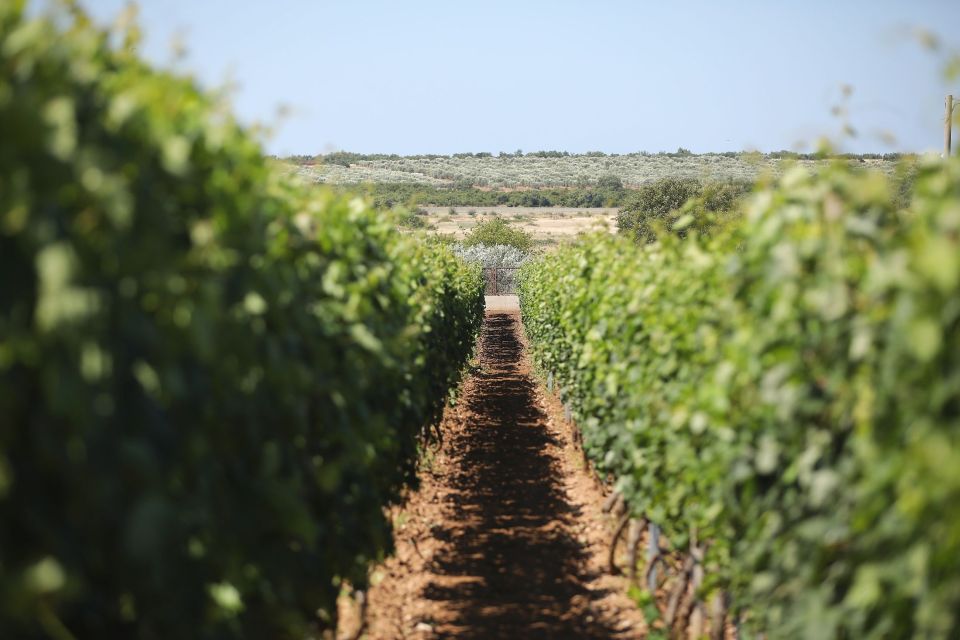 From Biograd: Wine and Olive Oil Tasting in Raženjevića Dvori - Architectural Highlights