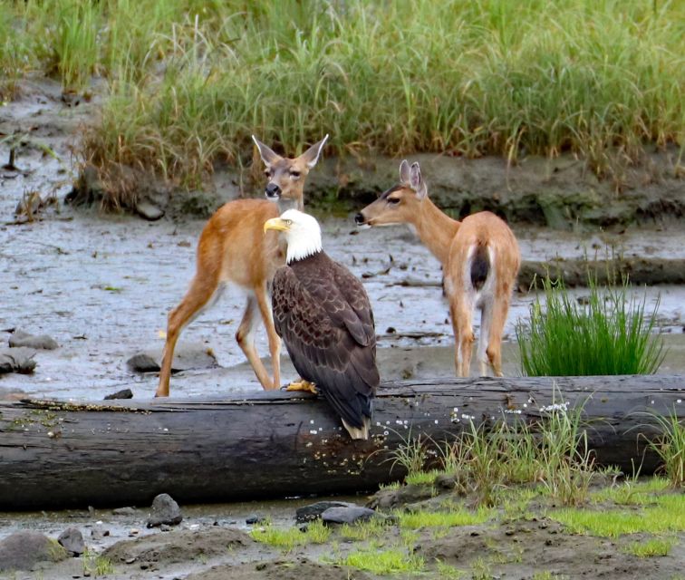 From Ketchikan: Potlatch Totem Park and Herring Cove Tour - Wildlife Watching at Herring Cove