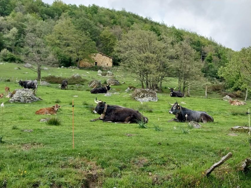 From Santander: Pilgrimage Day to Santo Toribio - Sanctuary of Los Pinos