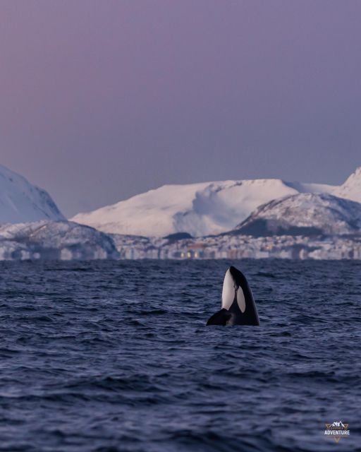 From Skjervøy: Whale Watching in a Heated Cabin Cruiser - Departure Location