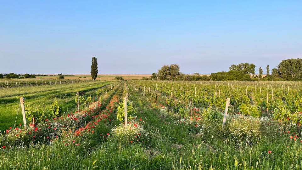 From Vienna: Burgenland Bike and Wine Tasting Tour - Meeting Point and Departure