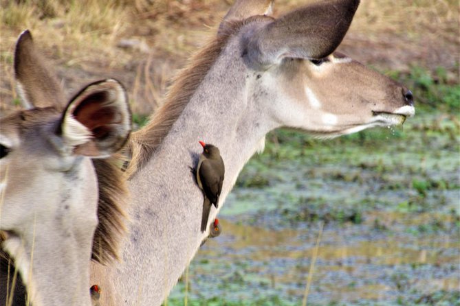 Full-Day Kruger National Park Safari - Special Considerations