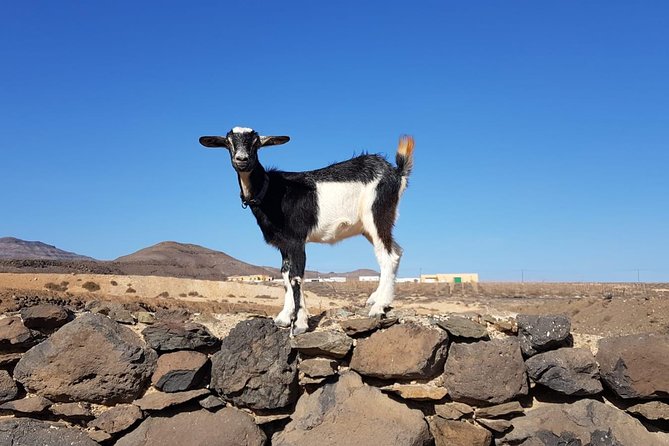 Goat Trekking Fuerteventura - Highlights and Unique Aspects