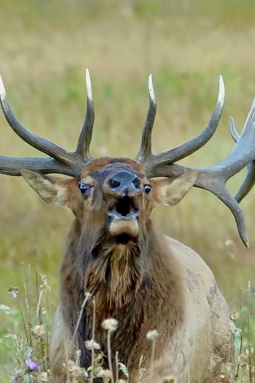 Half-Day RMNP Lakes and Meadows Tour-RMNPhotographer - Emergency Contact