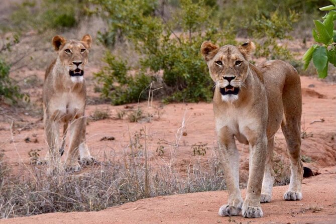 Half Day Wildlife Tour to Nairobi National Park Game Drive With Pickup/Drop off - Booking and Cancellation Policy