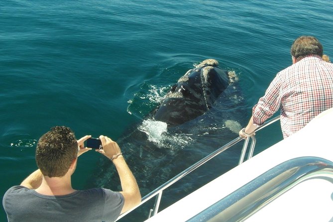 Hermanus Whale Watching Boat Trip With Shared Transfers From Cape Town - Migratory Habits and Life Cycles