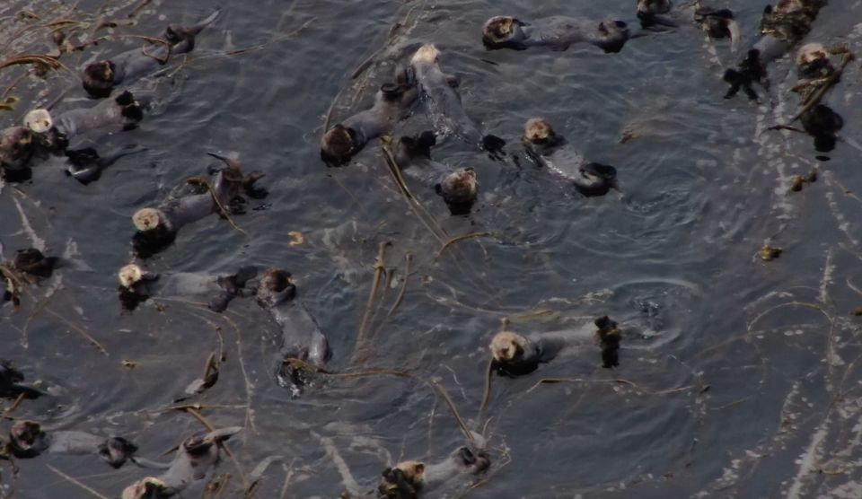 Hoonah: Icy Strait Whale Watch With Drone Filmography - Drone Footage