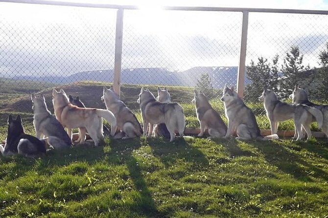 Husky Petting in Akureyri (private) - Meeting Point