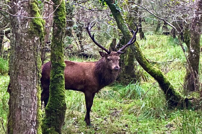 Jaunting Car Tour in Killarney National Park - Tour Pricing Information