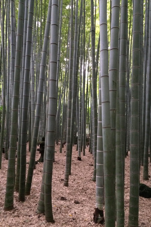 Kamakura Walking Tour With Local Guide Including Hokokuji - Tour Inclusions