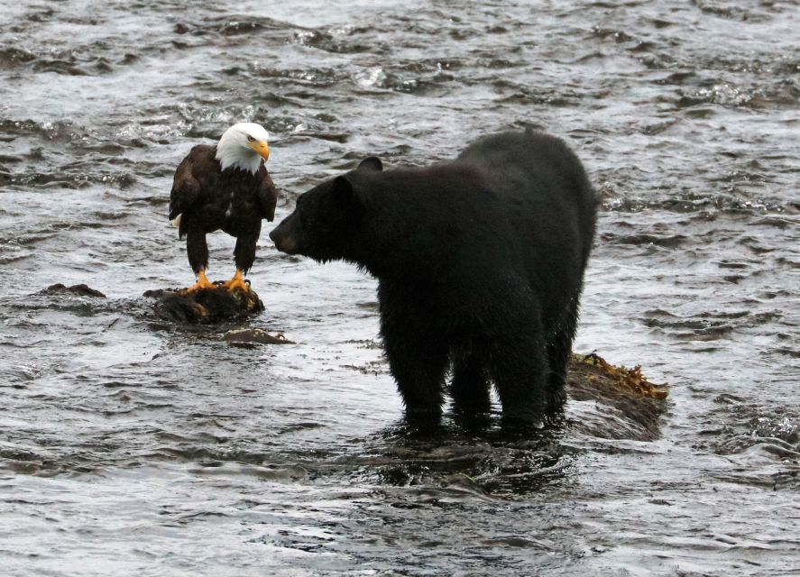 Ketchikan: Potlatch Park, City and Wildlife Private Van Tour - Coastal Drive to Herring Cove