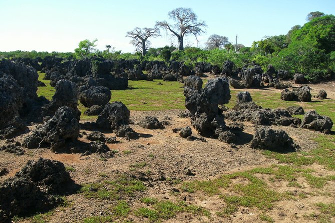 Kisite Marine Park Private Boat Tour With Scuba Diving and Lunch - Wasini Island Visit