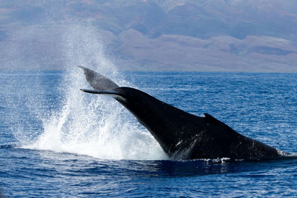 Maui: Deluxe Whale Watch Sail & Lunch From Ma`Alaea Harbor - Onboard Amenities