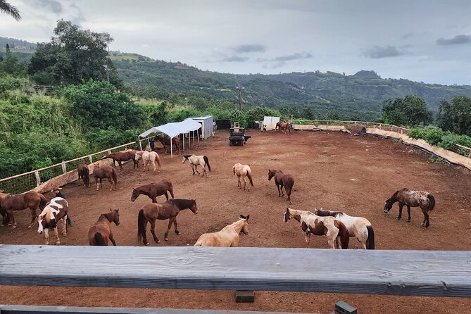 Maui Horseback-Riding Tour - Guide Interactions