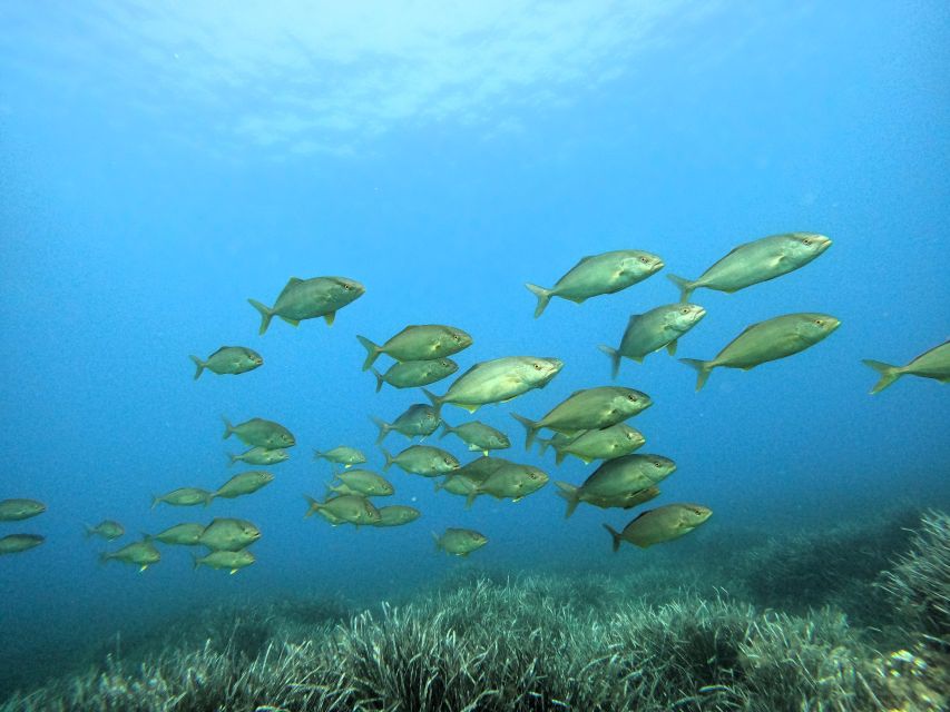 Menorca: Try Scuba Diving in Calan Bosch - Tips for Divers