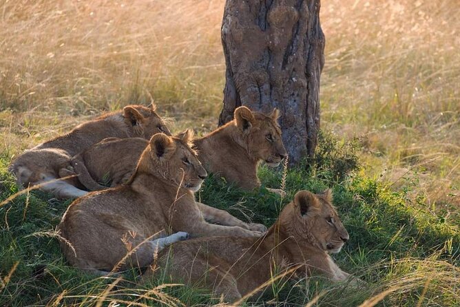 Mikumi National Park Day Trip - Meeting and Pickup Details