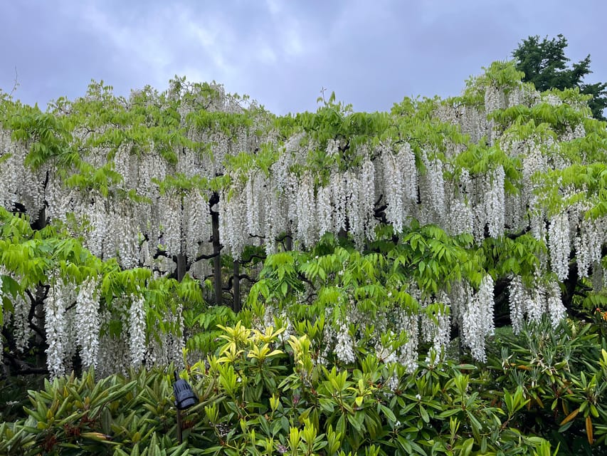 Most Beautiful Great Wisteria in the World - Pricing and Inclusions