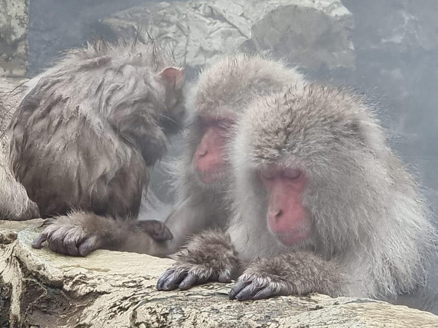 Nagano: Snow Monkey Park, Zenkoji One Day Private Tour - Pickup and Drop-off Locations