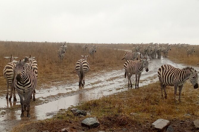 Nairobi National Park Safari With a Visit to Giraffe Center. - Giraffe Center Visit