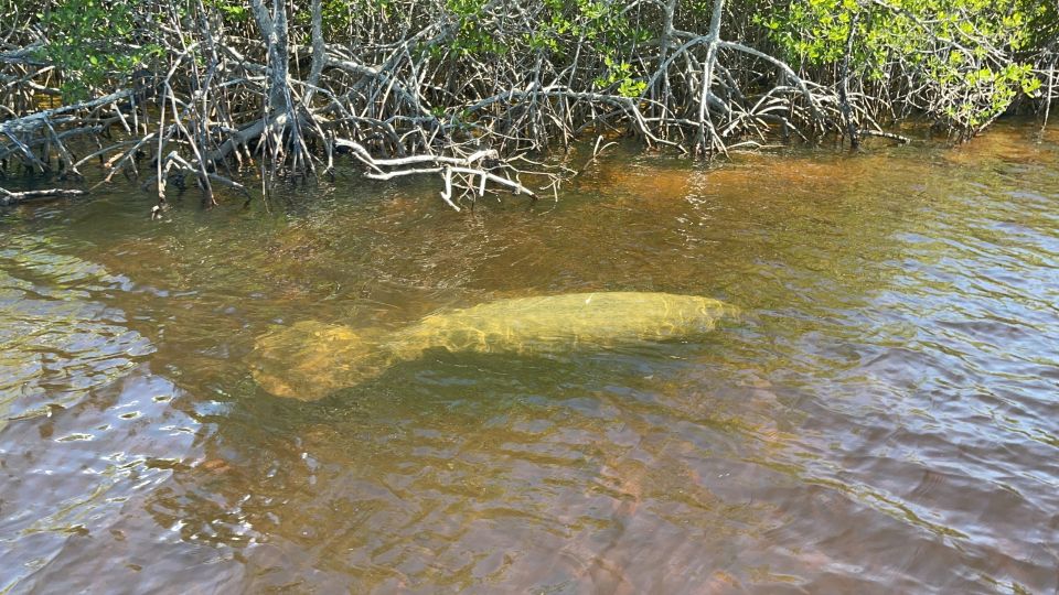 Naples, FL: Manatee Sightseeing and Wildlife Boat Tour - Tip Requirements