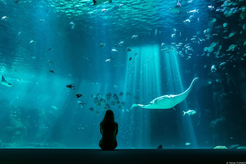 Nausicaa National Sea Center: Full-Day Entry Ticket - Exhibitions and Animations Included