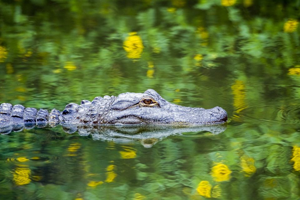 New Orleans: Destrehan Plantation & Swamp Combo - Captivating Swamp Tour Experience