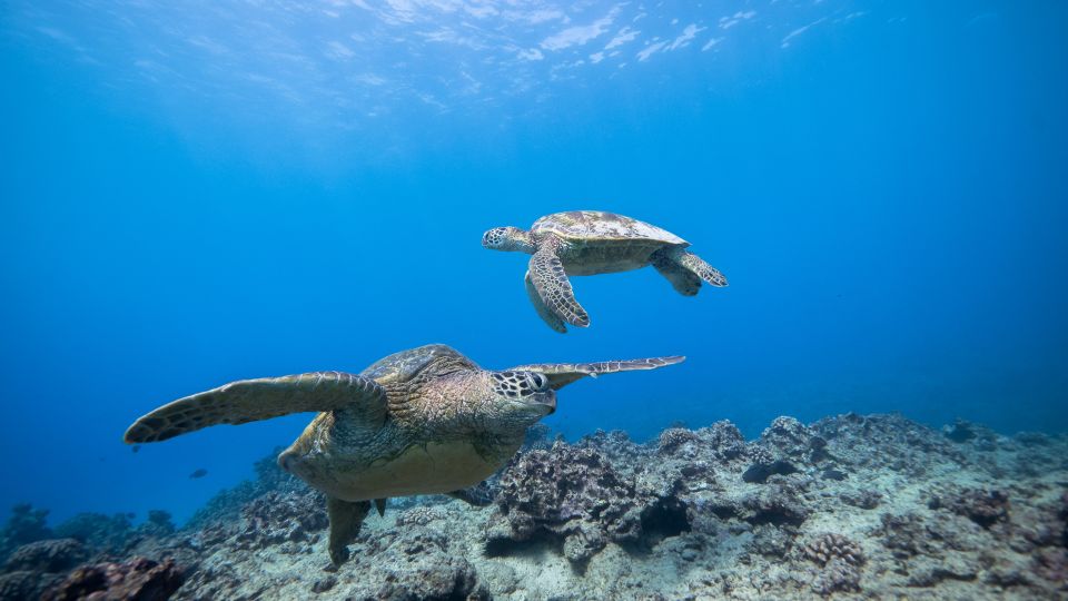 Oahu: Waikiki Discovery Scuba Diving for Beginners - Booking and Reservation Process