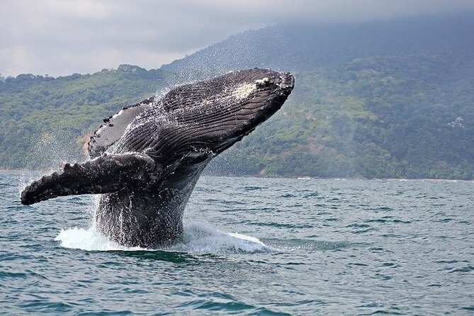 Oahus Favorite Whale Watch! (2 Hours; Ala Wai Harbor, Oahu) - Snacks, Beverages, and Gratuities