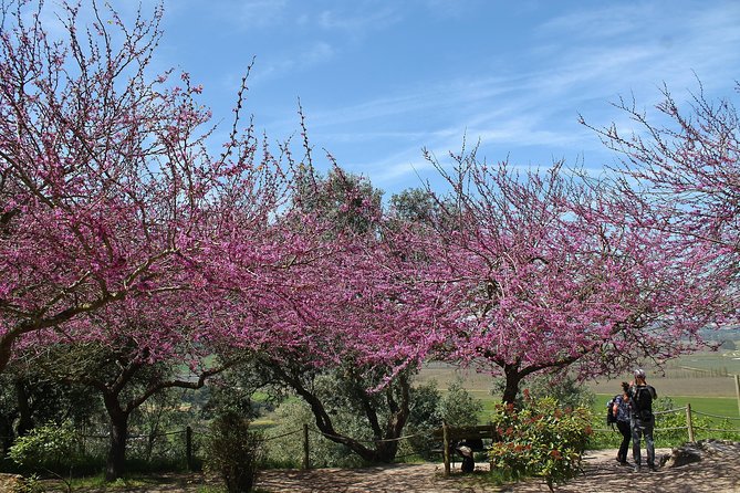 Óbidos Historic Village and Mafra Palace Private Tour - Highlights of Óbidos