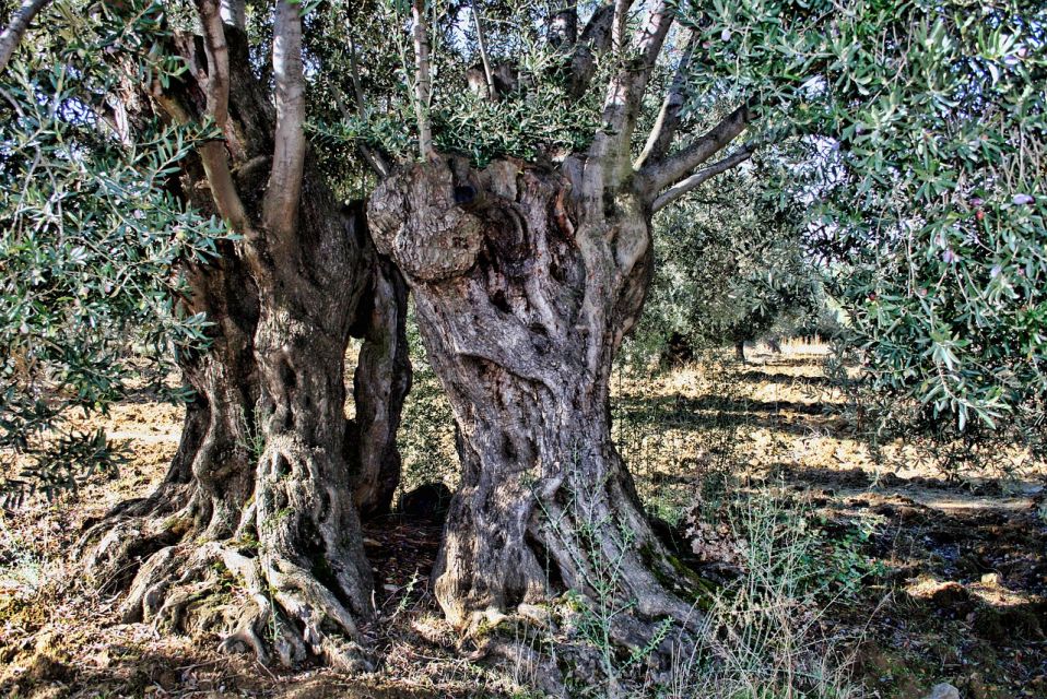 Olive Plant and Mill Visit and Tasting - Olive Grove Exploration