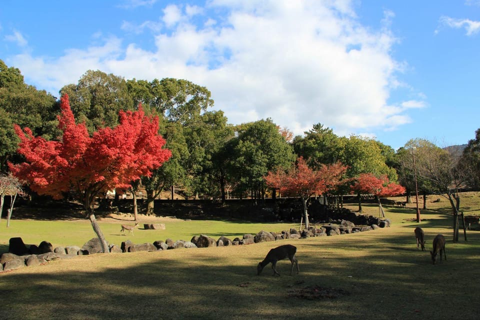 One Day Private Customized Self-Guided Tour in Nara - No Translation or Tour Guides