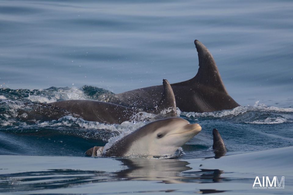 Portimão: Dolphins and Marine Life Boat Tour With Biologist - Departure Location and Duration