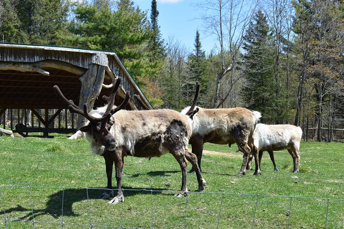 Private Day Trip to Parc Omega and Chateau Montebello From Montreal - Frequently Asked Questions